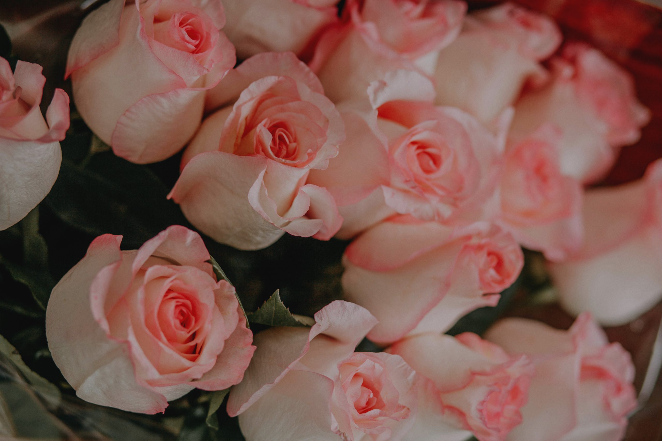 pink-roses-therapy-people-hero-image-cover